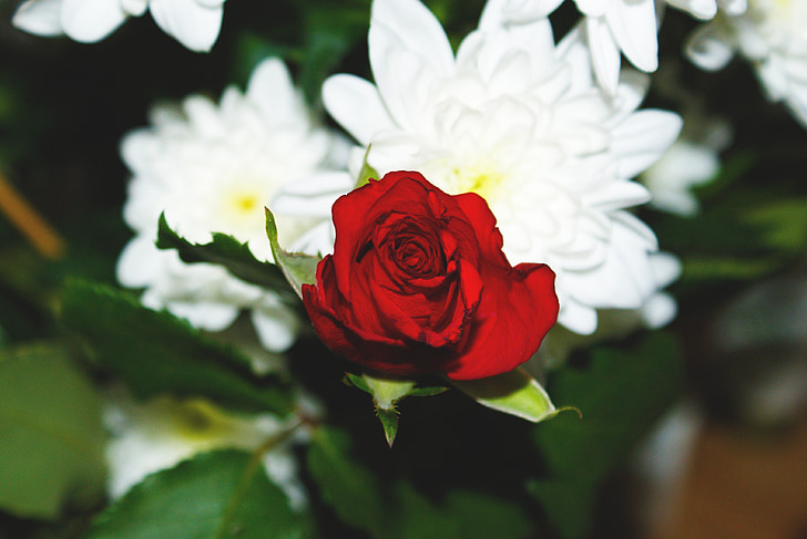 red, rose, flowers