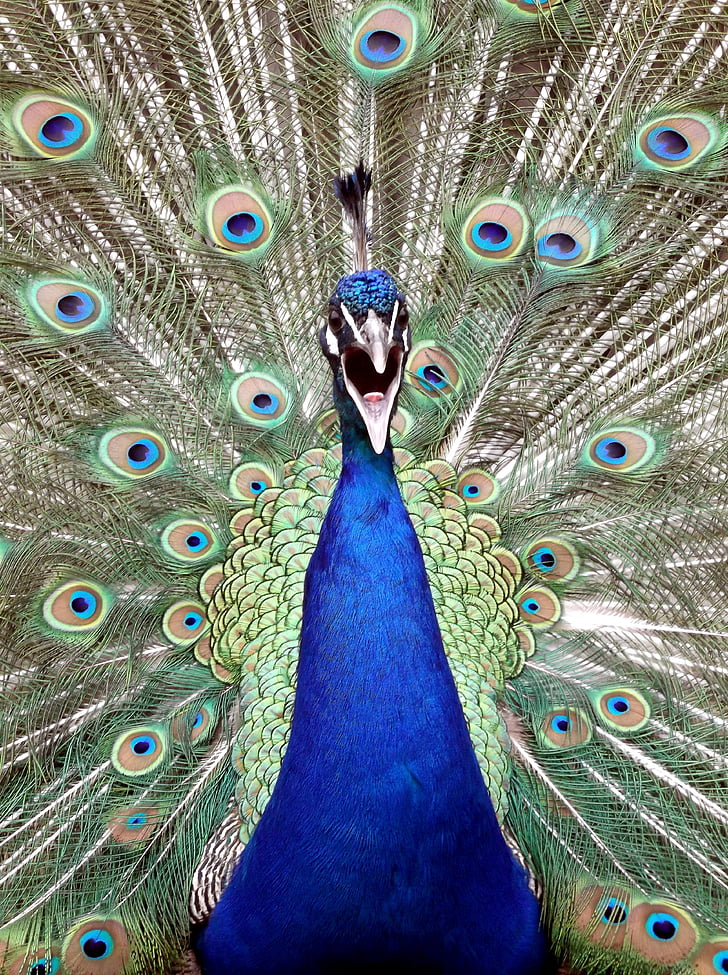 peacock, bird, blue, nature, animal, cute, beautiful