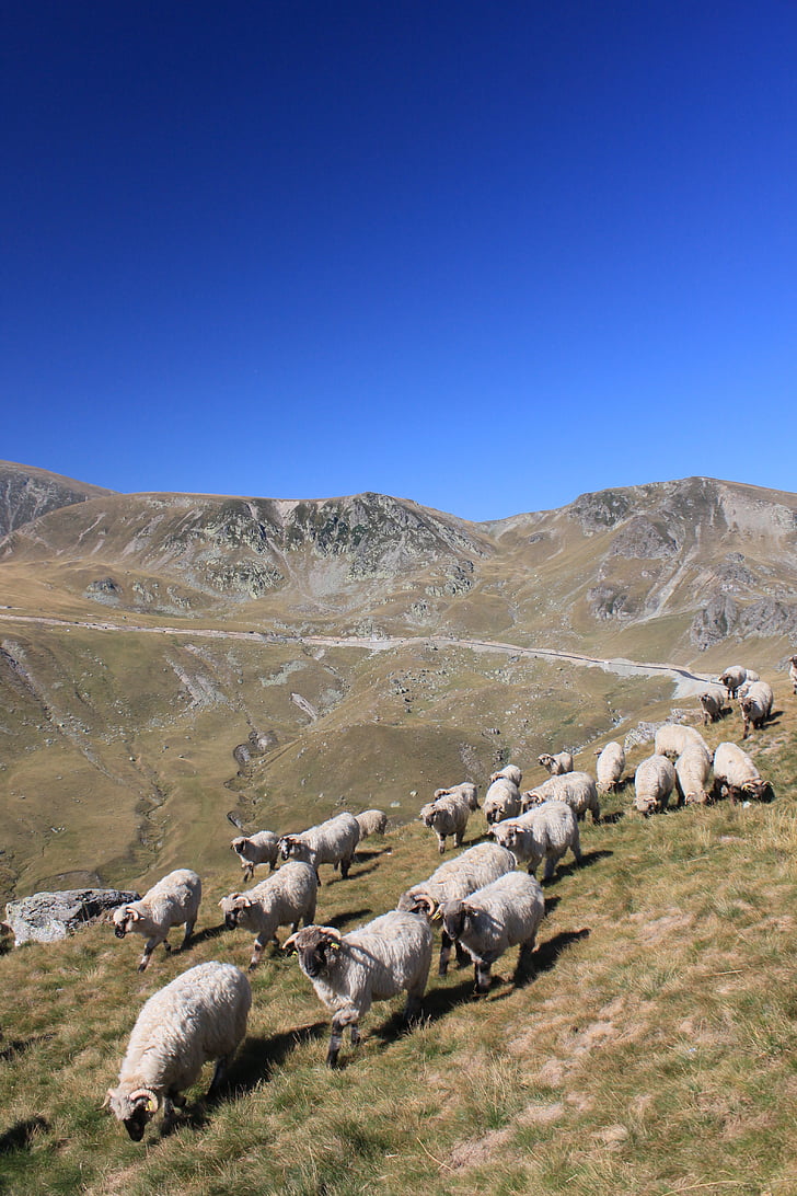 стадо, овце, планински, Румъния, животни, пътища, пътуване