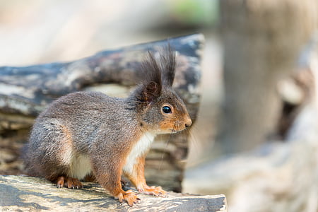 écureuil, animal, possierlich, Forest, rongeur, queue, photographie de la faune