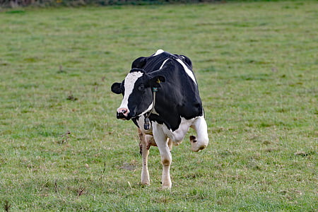 Корова, молоко, ферма, животное, молочные продукты, крупный рогатый скот, Сельское хозяйство