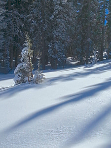 눈, 그림자, 나무, 겨울, 시즌, 감기, 자연