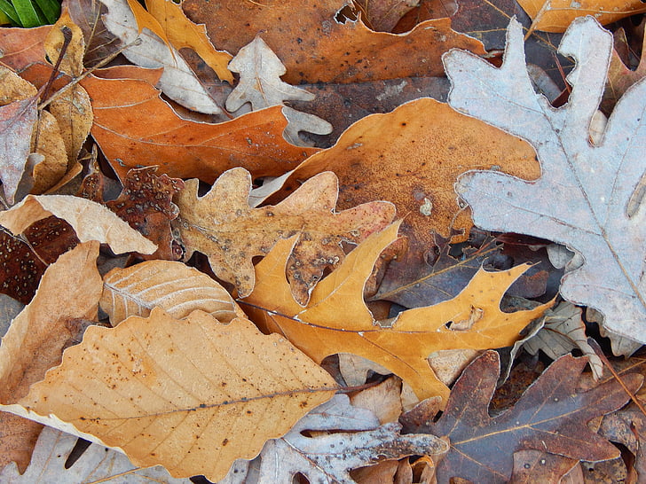 bruin Herfstbladeren, vorst edged-, Val, laat vallen, herfst, december, natuur
