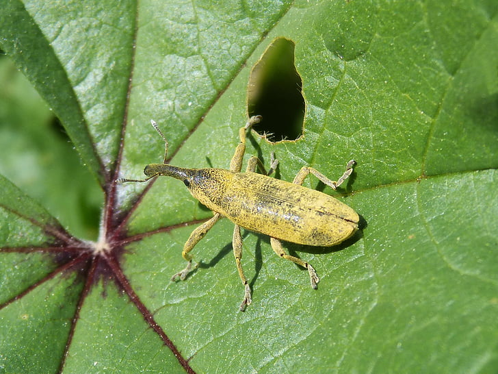 grandis, grandis beetle, Lixus angustatus, lehed, Mallow, katk, morrut