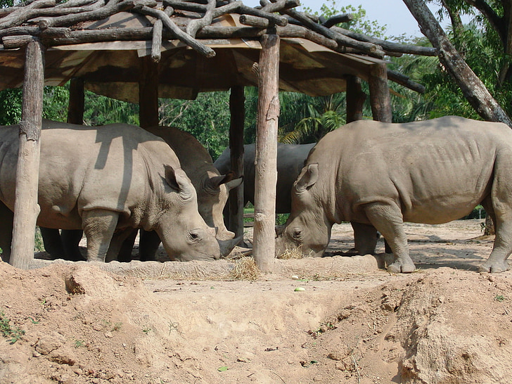 rhinos, zoo, eat, animals, wild animals, dangerous animals, fauna