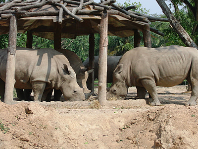 nosorožci, Zoo, jíst, zvířata, divoká zvířata, nebezpečná zvířata, Fauna