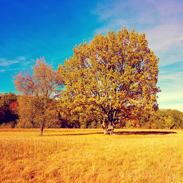faller, hösten, träd, gyllene höst, färgglada, naturen