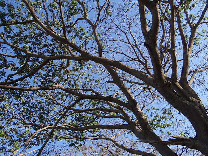 дождь дерево, дерево, Monkeypod, Альбиция саман, sadhankeri, Индия