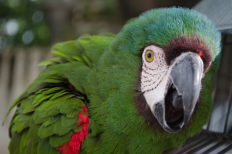 parrot, green, tropical, bird, animal, feather, colorful