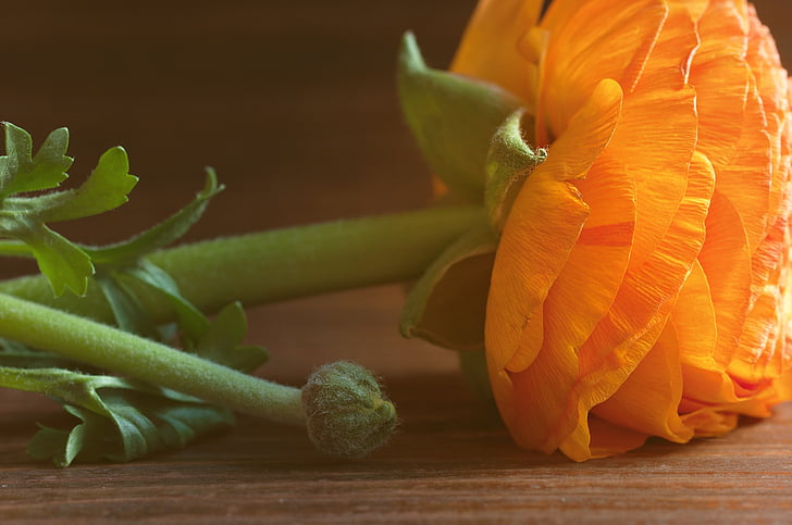 Ranunculus, puķe, oranža, apelsīnu ziedu, zieds, Bloom, apelsīnu ziedu