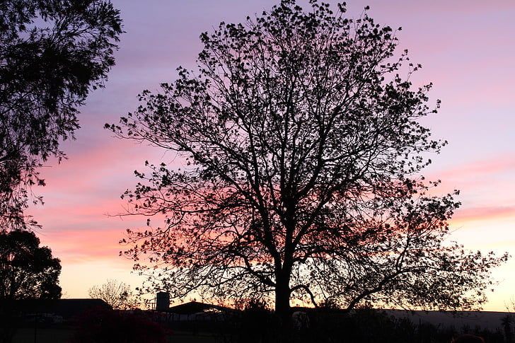 træ, træ silhuet, Sunset, Sunset baggrund, silhuet, natur, aften