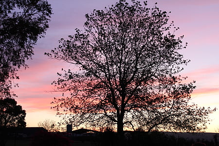 árbol, silueta de árbol, puesta de sol, Fondo puesta de sol, silueta, naturaleza, noche