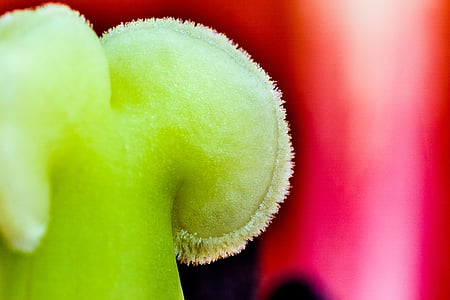 Tulipa, macro, piestik, detall, close-up, natura, planta
