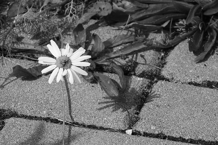Margarita, de la flor en una acera, blanco y negro, naturaleza