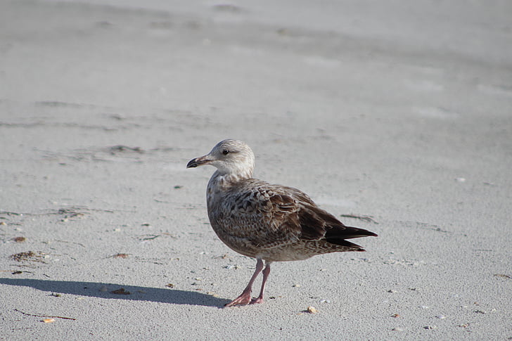 bird, animal, nature, wild