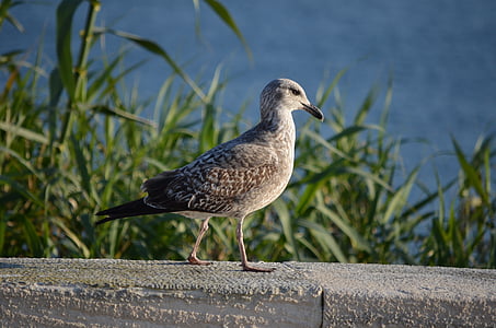 seagull, bird, nature
