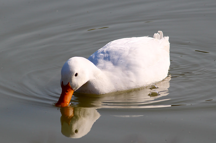 duck, pond, paddle, nature, water bird, swim