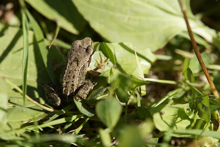 frog, toad, leaves, amphibians, animal, grass, small