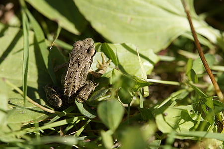 жаба, крастава жаба, листа, земноводни, животните, трева, малки