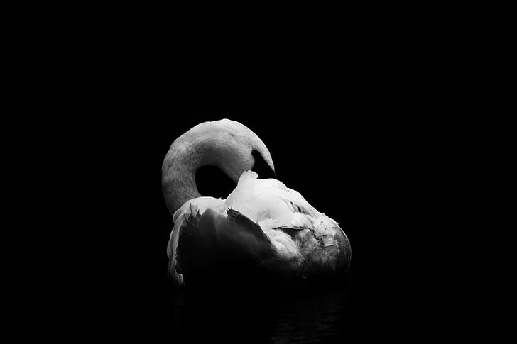 swan, black and white, birds, bright, plumage, hiding, face