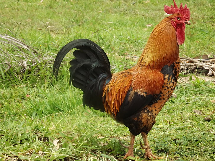 cock, chicken, bird, nature, animal, farm, animals