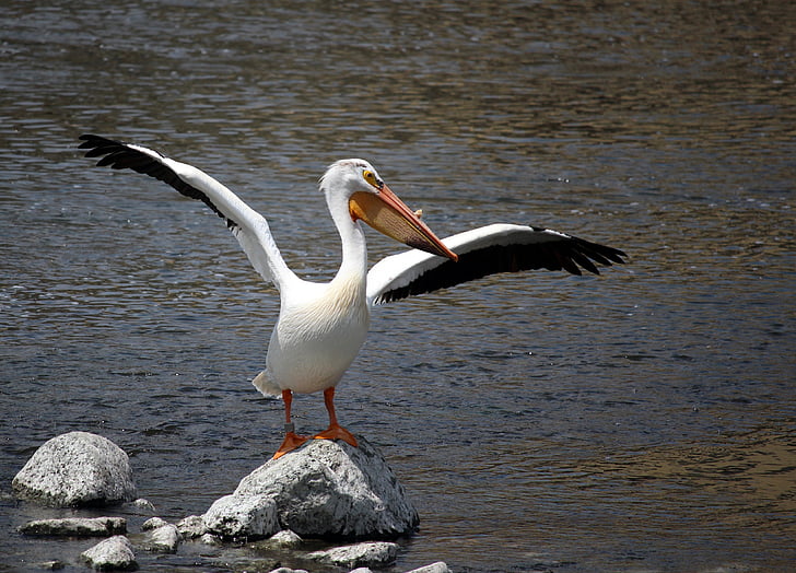 Pelican, valkoinen, Fox river, Appleton, Wisconsin, Midwest, lintu