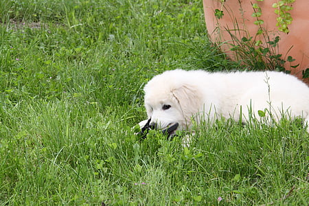 dog, white, berger, play
