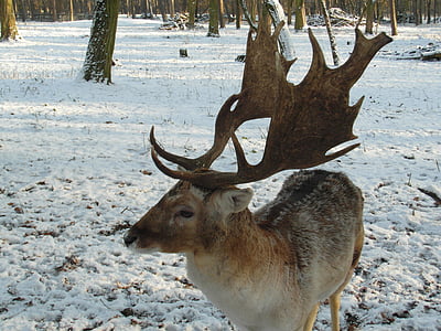 hirsch, fallow deer, winter, snow, forest, blade, antler