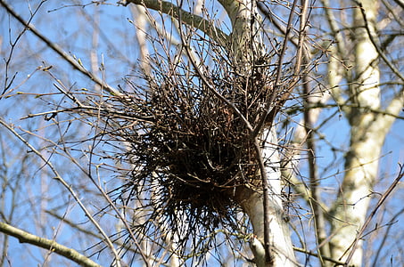 nest of magpies, birds, broods, nest, magpies, trees, chicks