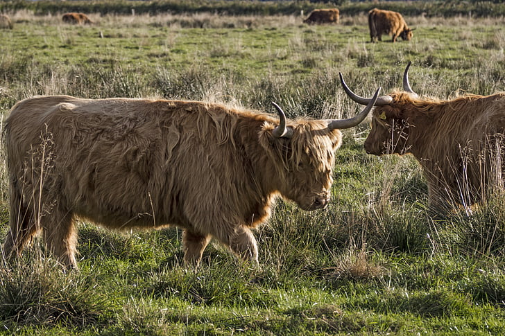 Galloway, viande bovine, bétail, hochlandrind écossais, Agriculture, couplage, cors