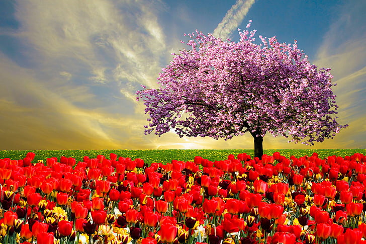 emocijų, pavasarį, pavasario nuotaikos, dangus, tulpės, Gamta, žiedų