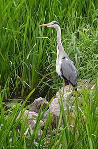 heron, egret, bird, nature, water bird, plumage, river