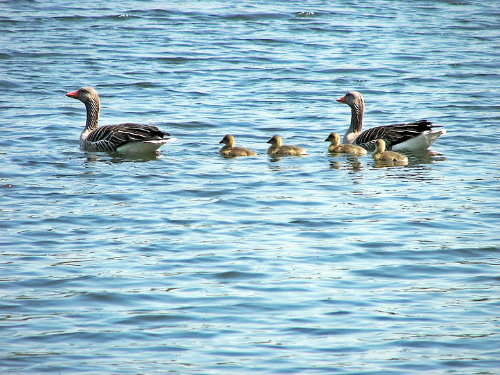 duck family, animal, grossensee, ducks, birds, feather, stormarner schweiz