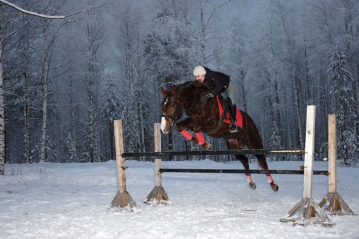 cavall, esports, horsewoman, l'hivern