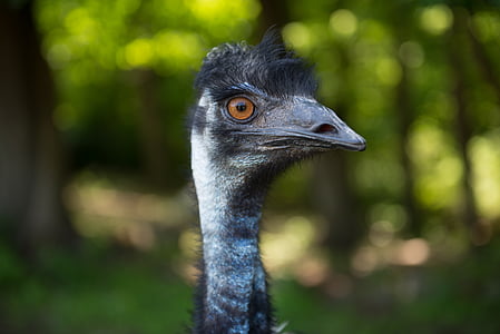emu, นก, นกกระจอกเทศ, ปิด, สัตว์, จะงอยปาก, ธรรมชาติ