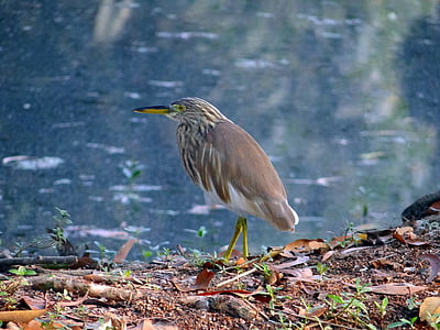 pond heron, bird, avian, aves, fauna, wetland, iim
