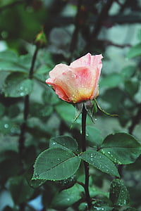 orange rose, rain, garden, flower, floral, green, leaves