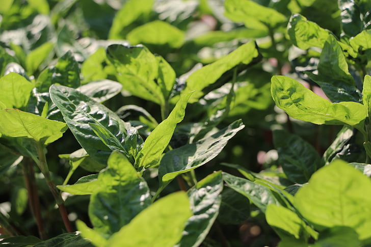 leaves, leaf, green