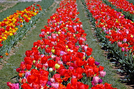 tulpes, krāsains, ziedi, krāsa, Bloom, daudzi, Pavasaris