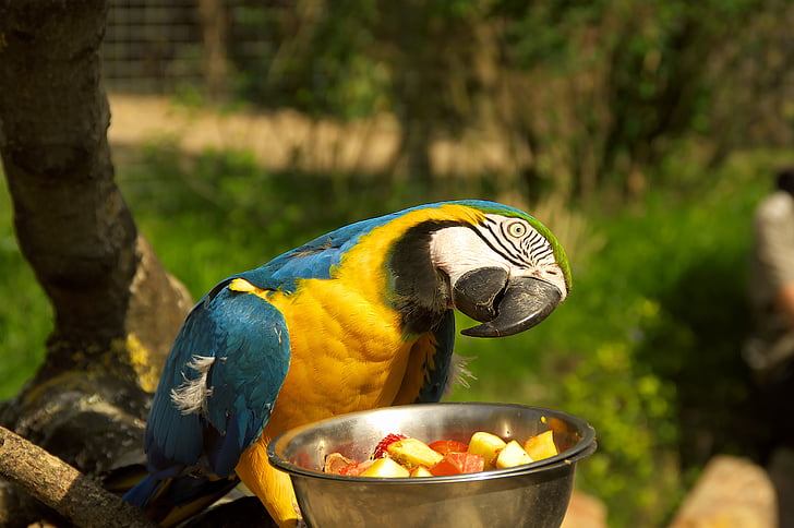 papuga, ogród zoologiczny, park zwierząt, kolory, Ara