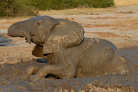 Botswana, olifant, Badespass, modderbad, dieren in het wild, natuur, dier