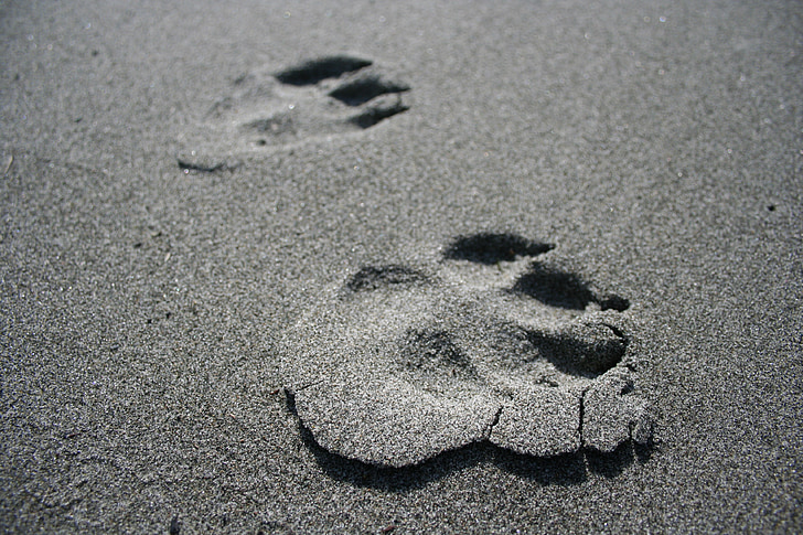 hond wordt afgedrukt, paw prints, hond, paw, voetafdruk, zand