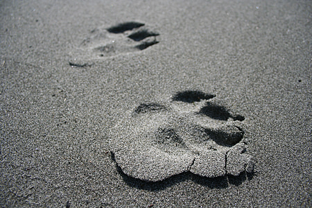 dog prints, paw prints, dog, paw, footprint, sand