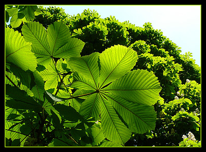 blade, grøn, skyggespil, blad, lys, natur, struktur