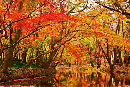 Есенни листа, дървен материал, Есен, листата, листа, червен кленов лист, листа