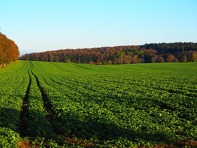 polje, Poljoprivreda, zima uljane repice, zeleno gnojivo, uljane repice, Brassica napus, ponavljanja
