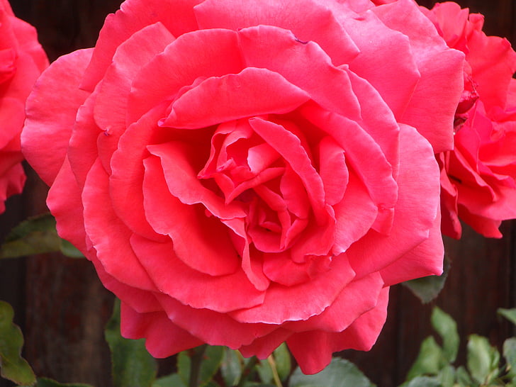 rose, close, blossom, bloom, petals, flower, pink