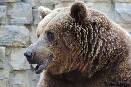 beruang cokelat, kebun binatang, beruang, hewan, Mamalia, Predator, hewan liar