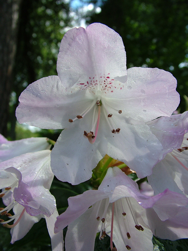 Rhododendron, zieds, Bloom, Pavasaris
