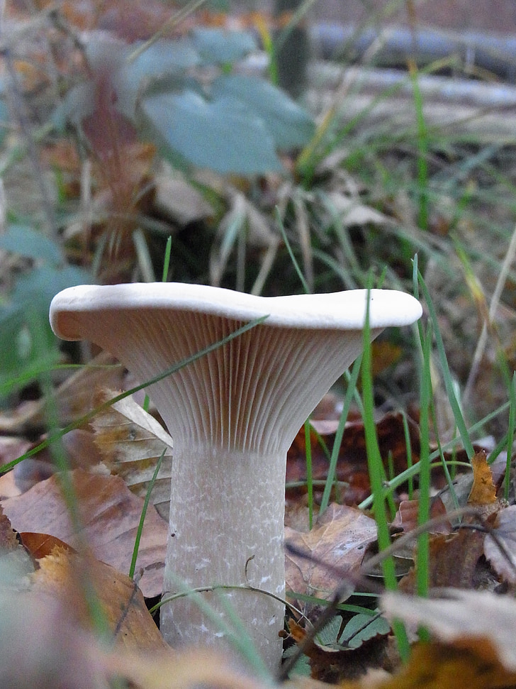 mushroom, plant, forest, nature